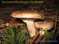 Hygrophorus agathosmus